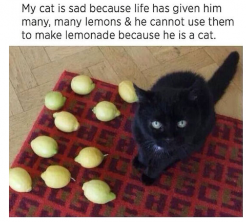 cat lemonade.png.png