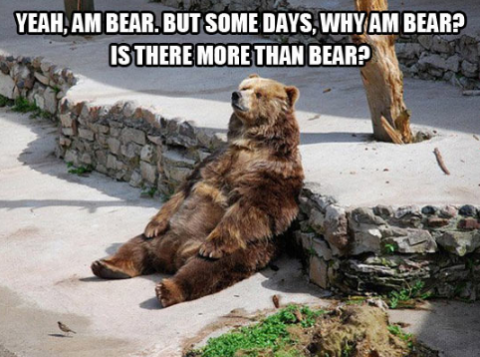 why am bear.png.png
