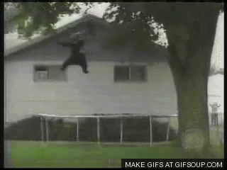 Bear falls out of a tree onto a trampoline.gif