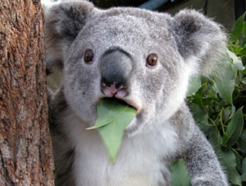 lil koala.png.png