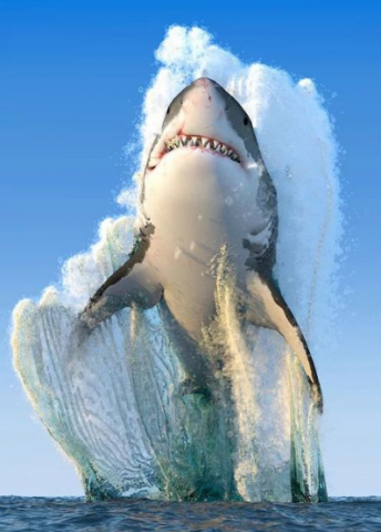 big shark.png.png