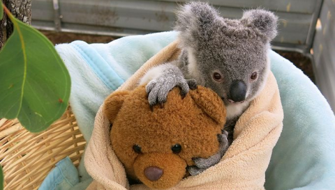 koala and teddy.png.png