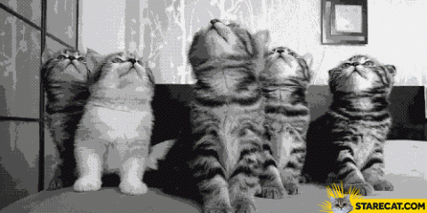 kittens-looking-up-and-down-animation.gif