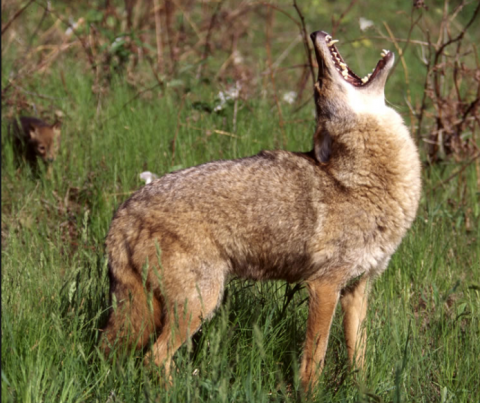 wolf howl.png.png