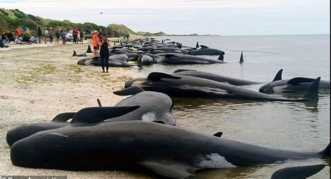 beached whales.png.png