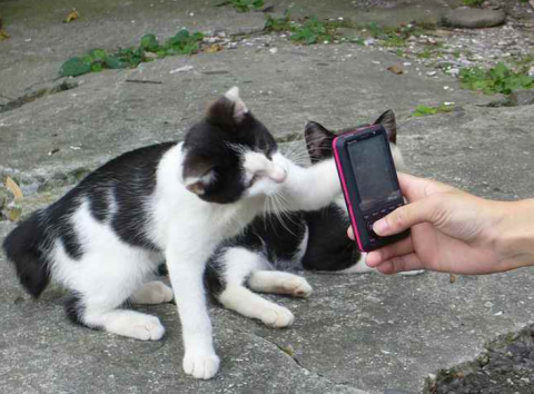 cat phone.png.png