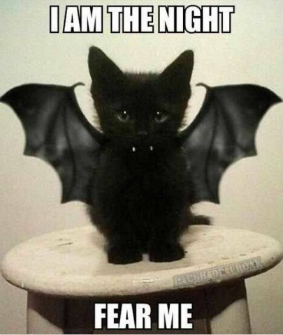 Bat Cat[1720].jpg