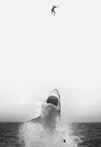 shark32.png.png