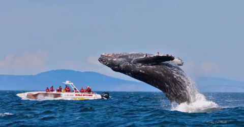 whale watching.png.png