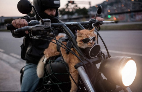 motorcycle cat.png.png