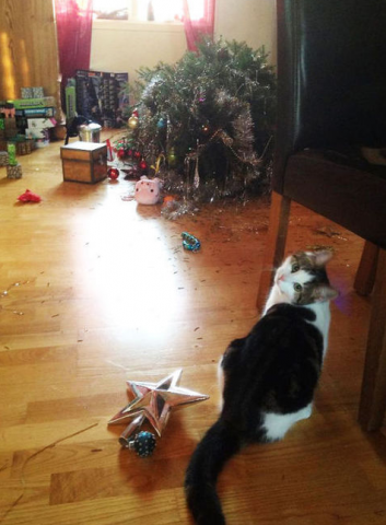 1221cat xmas.png.png