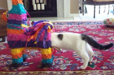 cat pinata.png.png