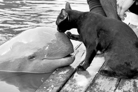 cat and dolphin.png.png