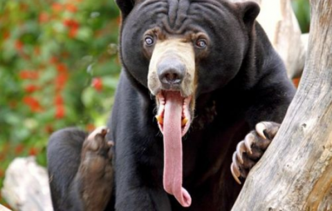 bear tongue.png.png