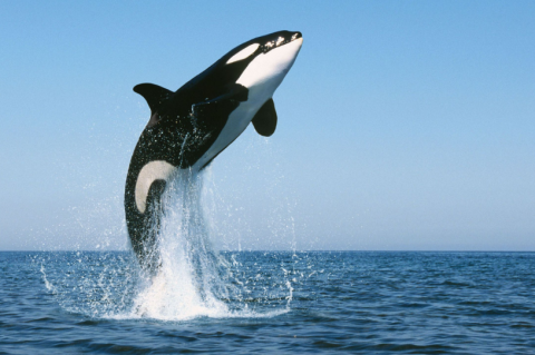 orca.png.png