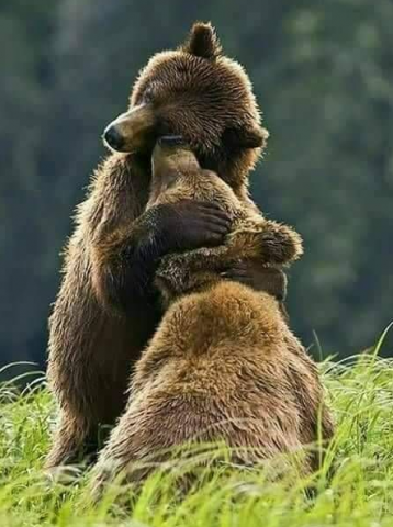 bear hug.png.png