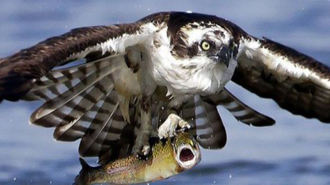 osprey.png.png