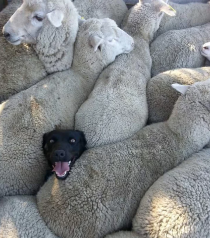 sheep 3.pnbg.png