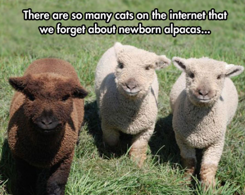 alpaca.png.png