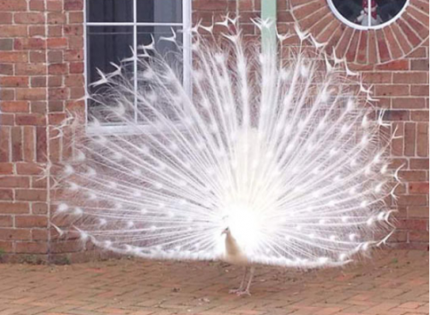 peacock.png.png