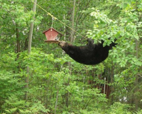 bear birdhouse.png.png