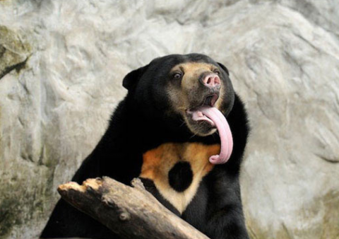 bear tongue.png.png