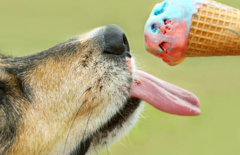 dog ice cream.png.png