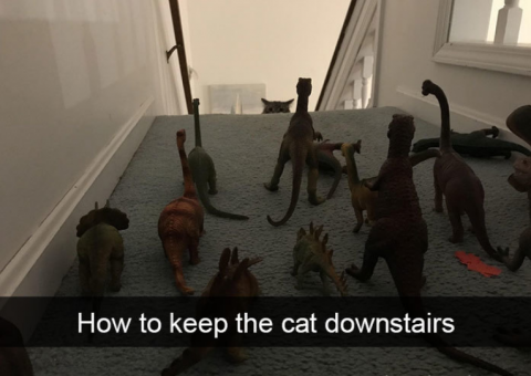 cats downstairs.png.png