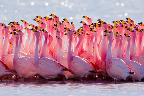 flamingo.png.png