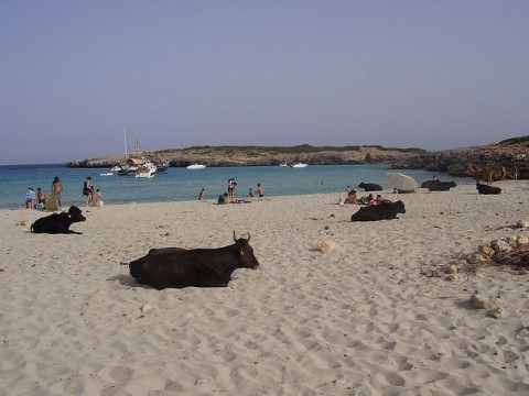 smelly_beach_bull_europe.jpg