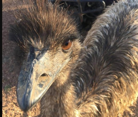 728emu.png.jpg