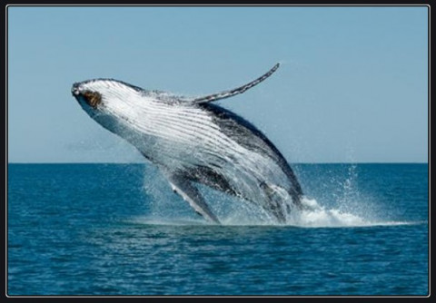 whale.png.jpg