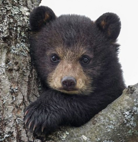 baby bear.jpg