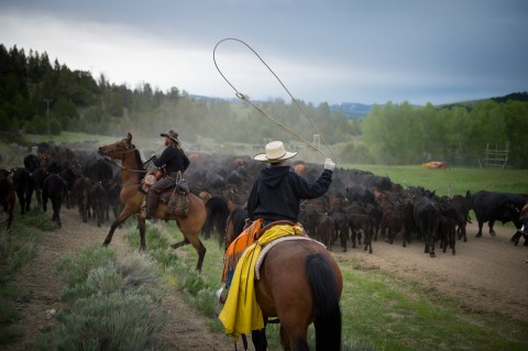 ss-120919-cattle-drive-02.jpg