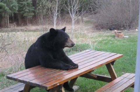 bears waiting patiently.jpg