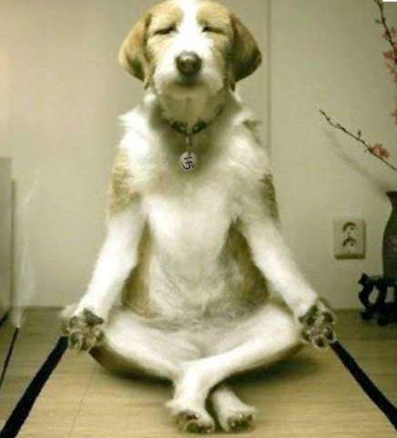 dog pray.png