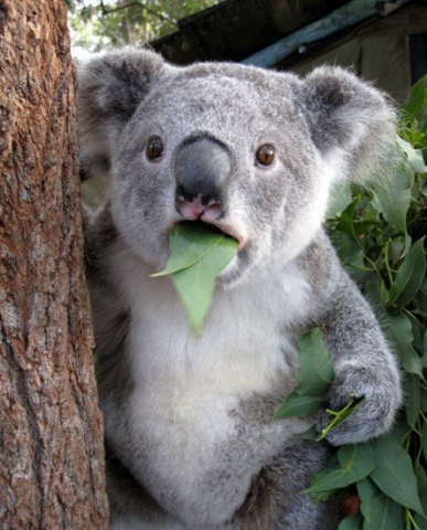 koala.png