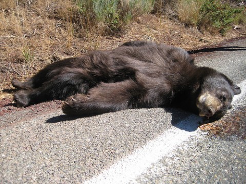 dead-bear.jpg
