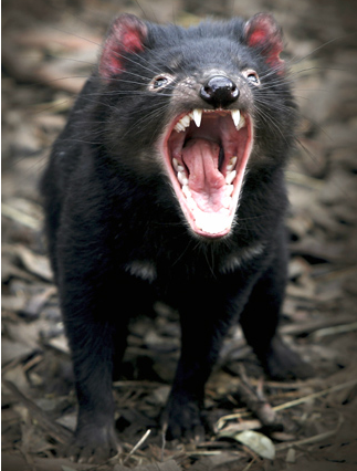 honey teeth.png