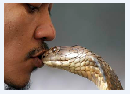 kiss cobra.png