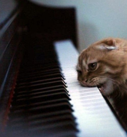 el gato.png