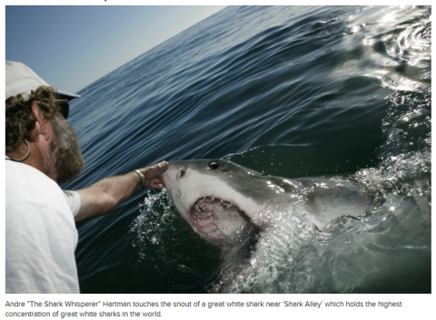 shark whisperer.png