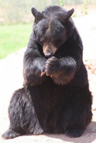 black bear-praying.jpg