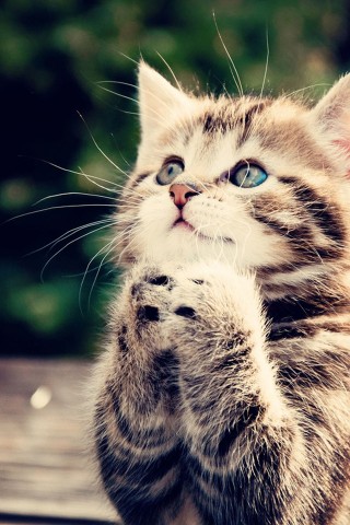 cat-pray.jpg