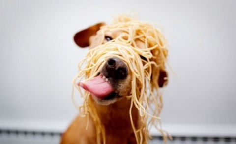 spaghetti dog.png