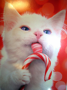 CatLickingCandy.JPG