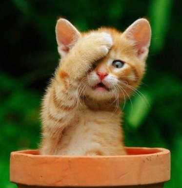 orlando the cat.png