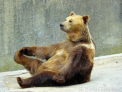 Bear Stretch.jpg