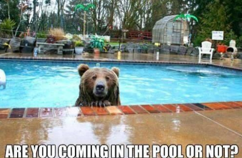 pool bear.png