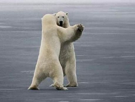 dancing-bears.jpg